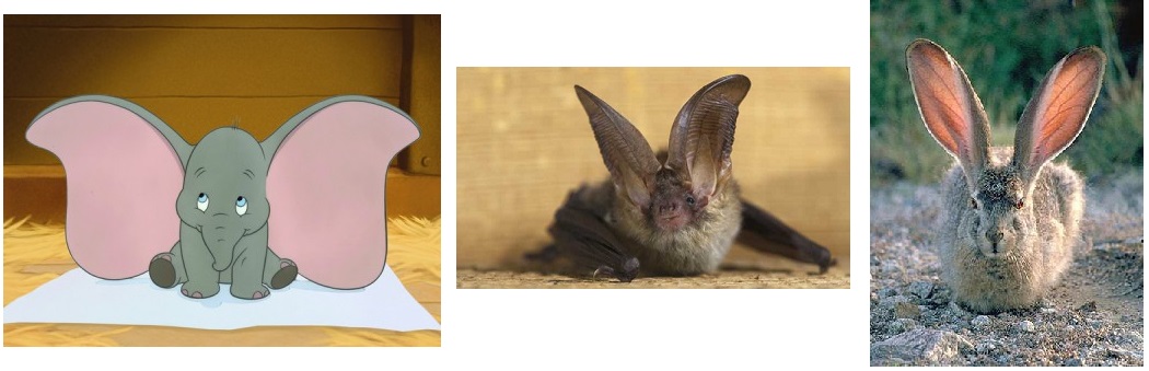 Ears Page Ears Page